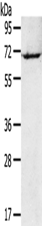 Anti-Rad17 Rabbit Polyclonal Antibody