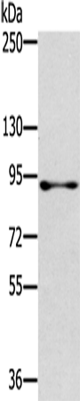 Anti-RASAL1 Rabbit Polyclonal Antibody
