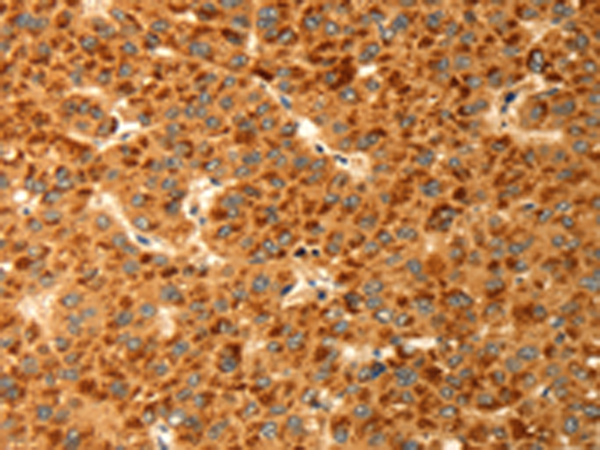 Anti-RBBP9 Rabbit Polyclonal Antibody