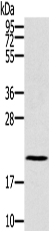 Anti-RBBP9 Rabbit Polyclonal Antibody