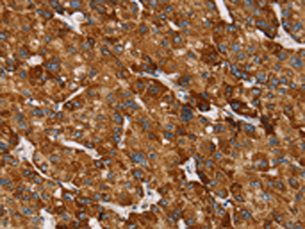 Anti-REC8 Rabbit Polyclonal Antibody