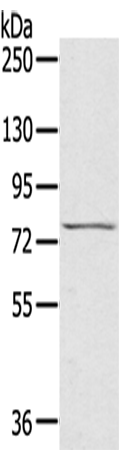 Anti-RhoBTB1 Rabbit Polyclonal Antibody