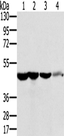 Anti-RNH1 Rabbit Polyclonal Antibody