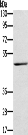 Anti-TRIM31 Rabbit Polyclonal Antibody