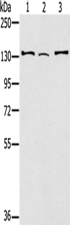 Anti-RNF40 Rabbit Polyclonal Antibody