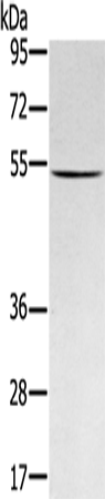 Anti-RNF14 Rabbit Polyclonal Antibody