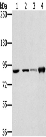 Anti-RNF214 Rabbit Polyclonal Antibody