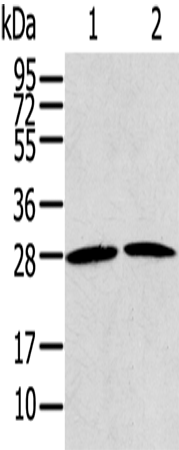 Anti-RRAS2 Rabbit Polyclonal Antibody