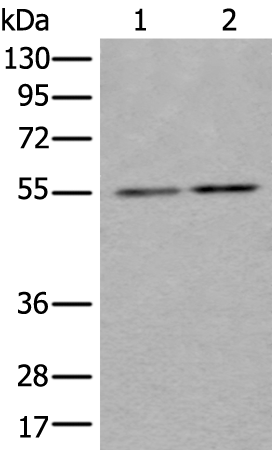 Anti-beta Tubulin Rabbit Polyclonal Antibody