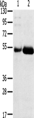 Anti-SAMD3 Rabbit Polyclonal Antibody