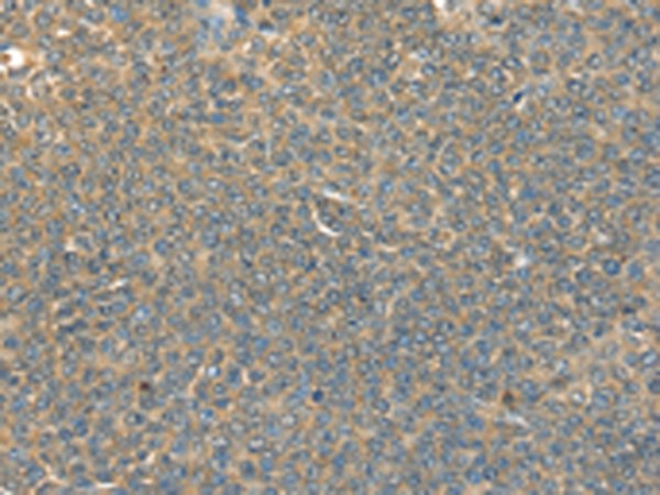 Anti-DHCR24 Rabbit Polyclonal Antibody