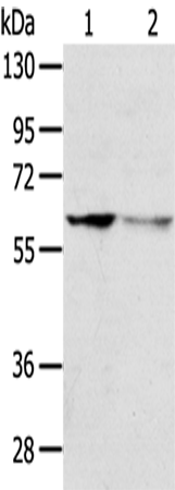Anti-DHCR24 Rabbit Polyclonal Antibody