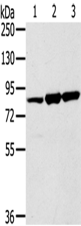 Anti-SENP5 Rabbit Polyclonal Antibody