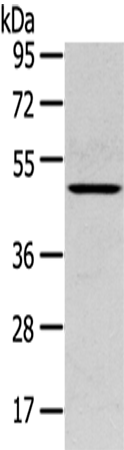 Anti-SERPINB11 Rabbit Polyclonal Antibody