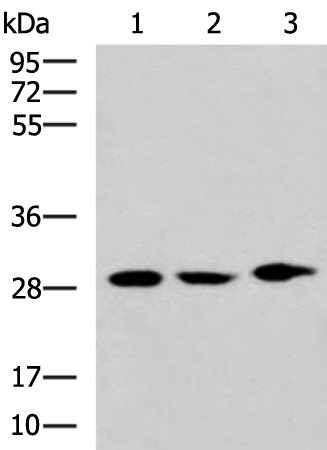 Anti-SIAH1 Rabbit Polyclonal Antibody