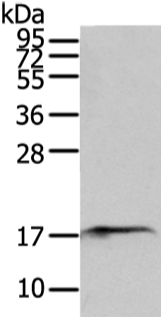Anti-SNX12 Rabbit Polyclonal Antibody