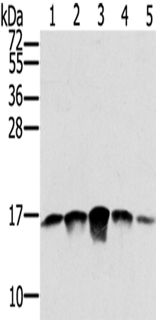 Anti-SSBP1 Rabbit Polyclonal Antibody