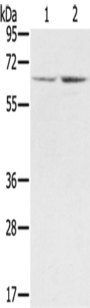 Anti-STXBP1 Rabbit Polyclonal Antibody