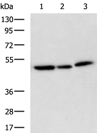Anti-Surfeit Locus Protein 6 Rabbit Polyclonal Antibody