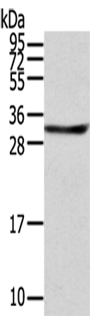 Anti-STX8 Rabbit Polyclonal Antibody