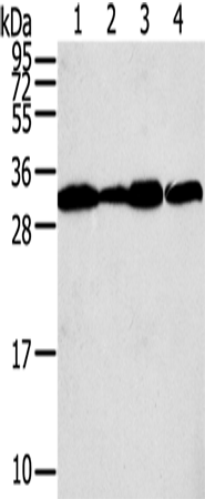 Anti-STX10 Rabbit Polyclonal Antibody