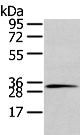 Anti-STX19 Rabbit Polyclonal Antibody