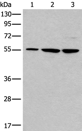 Anti-TRIM27 Rabbit Polyclonal Antibody