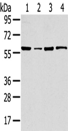 Anti-TRIM35 Rabbit Polyclonal Antibody