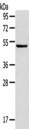 Anti-TRIM49 Rabbit Polyclonal Antibody