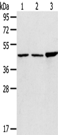 Anti-PLIN3 Rabbit Polyclonal Antibody
