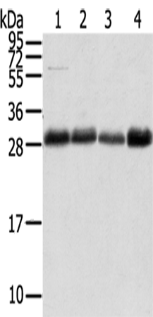 Anti-TMED1 Rabbit Polyclonal Antibody