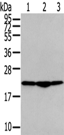 Anti-TMED2 Rabbit Polyclonal Antibody