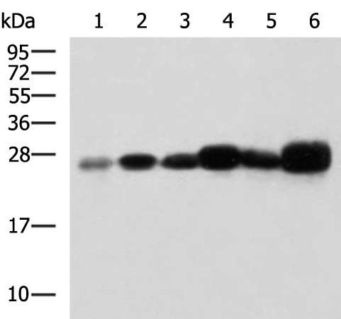 Anti-TMED4 Rabbit Polyclonal Antibody