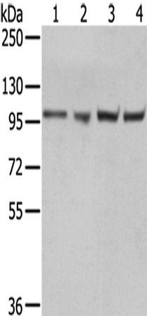 Anti-TPX2 Rabbit Polyclonal Antibody