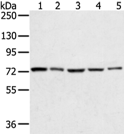 Anti-TGM4 Rabbit Polyclonal Antibody