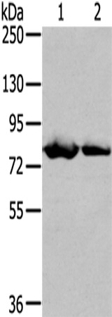 Anti-TGM5 Rabbit Polyclonal Antibody