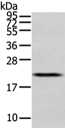 Anti-MED28 Rabbit Polyclonal Antibody