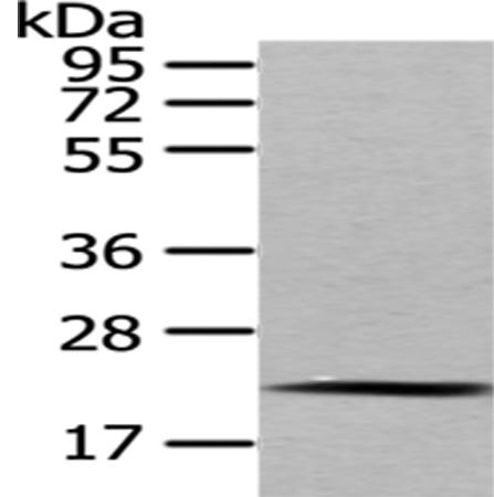 Anti-MED18 Rabbit Polyclonal Antibody