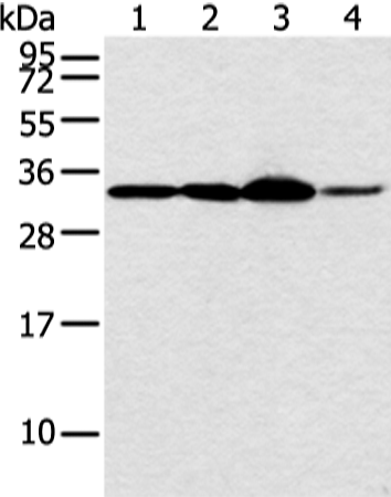 Anti-MED6 Rabbit Polyclonal Antibody