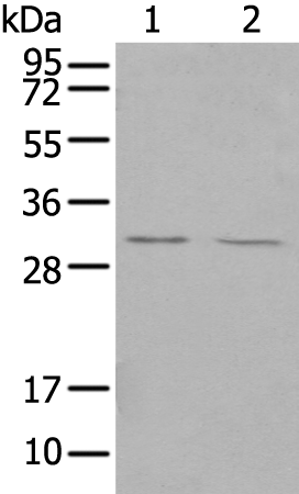 Anti-TREM1 Rabbit Polyclonal Antibody