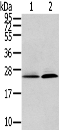 Anti-ITPA Rabbit Polyclonal Antibody