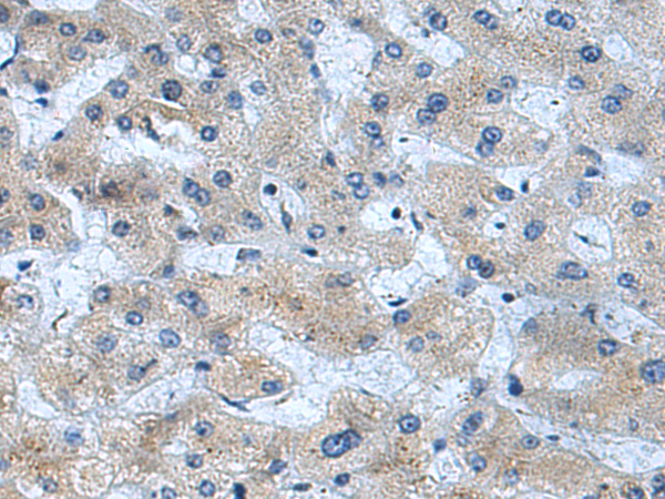 Anti-UBL7 Rabbit Polyclonal Antibody