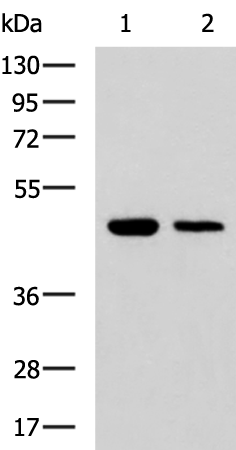Anti-UBL7 Rabbit Polyclonal Antibody