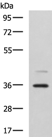Anti-UBLCP1 Rabbit Polyclonal Antibody