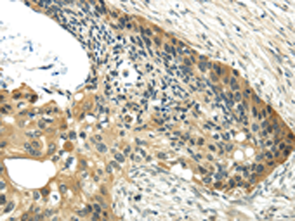 Anti-UBL4A Rabbit Polyclonal Antibody