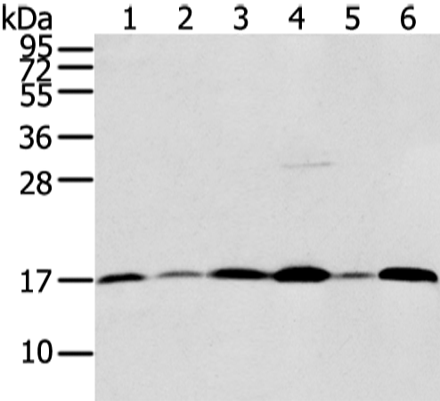 Anti-UBL4A Rabbit Polyclonal Antibody