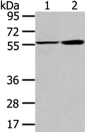 Anti-PPP5C Rabbit Polyclonal Antibody