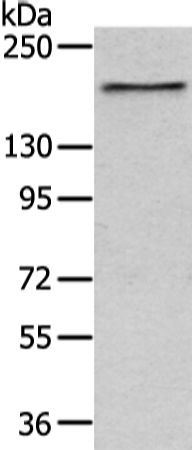 Anti-USP47 Rabbit Polyclonal Antibody