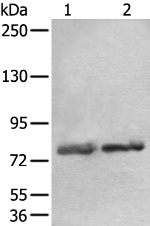 Anti-AOC3 Rabbit Polyclonal Antibody