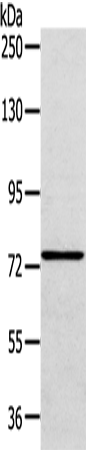 Anti-VPS53 Rabbit Polyclonal Antibody
